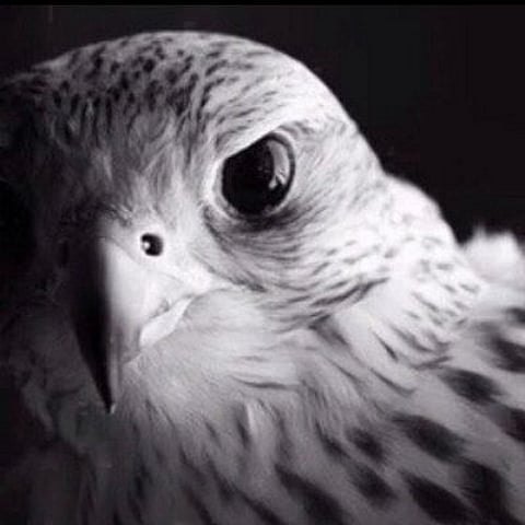 "قرناس" برنامج يومي من معرض الصقور والصيد السعودي الـ2