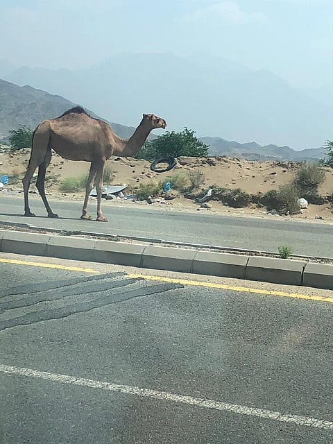 شاهد.. إبل تتجول على "مغمس مكة السريع" مهددة أرواح مرتاديه
