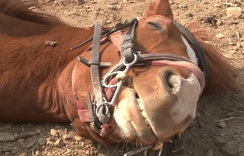 بالفيديو.. لماذا يتظاهر هذا الحصان بأنه ميت؟