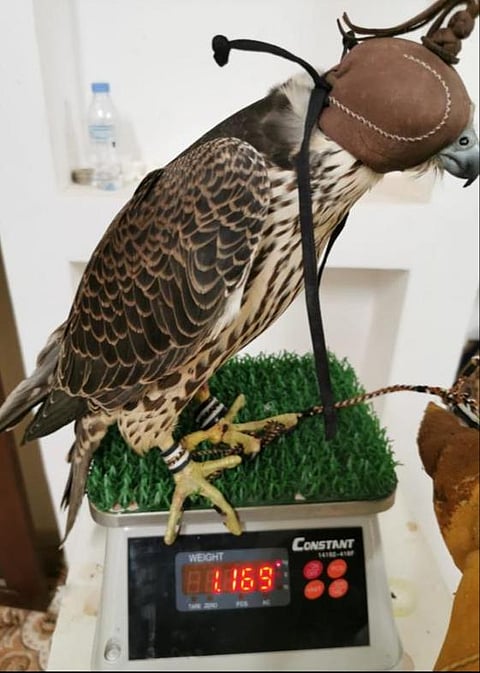 شاهد.. بيع أغلى "فرخة شاهين" على مستوى مزادات الخليج العربي