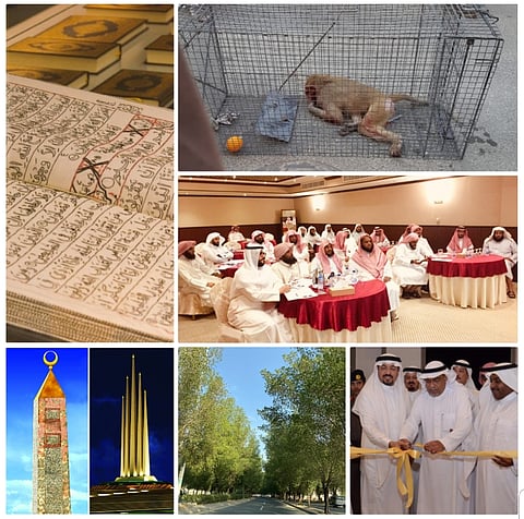 محطات مكة في 7 أيام.. ضبط "قرد الشوقية" وطفلة تفقد يدها و"مصحف الباكستانية"