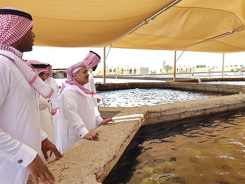 تفرّد عالمي للسعودية.. إنتاج مليون يرقة "بلطي" بـ"أبحاث جدة السمكيّة"