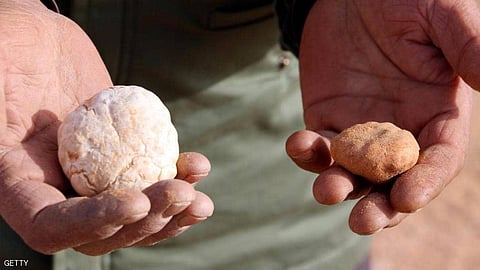 إيطاليا.. بيع كمأة بيضاء بـ120 ألف يورو في مزاد