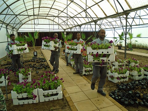 سجون مكة تقدم 8450 نبتة زراعية لأمانة العاصمة المقدسة