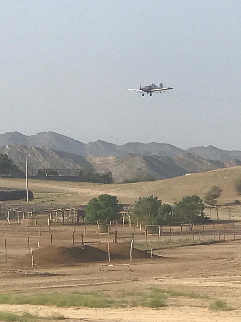 هجمة شرسة من أسراب الجراد على "الليث".. و"البيئة" تستنفر