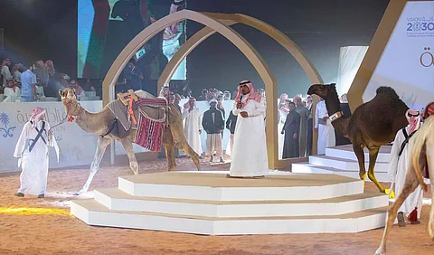 "نادي الإبل" يعلن بدء التسجيل في النسخة الثانية لـ "مزاد النخبة"