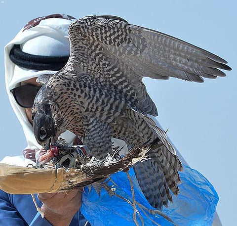 "مارا" و"ديزرت" الأفضل في "مسابقة الملواح" بمهرجان الملك عبدالعزيز للصقور