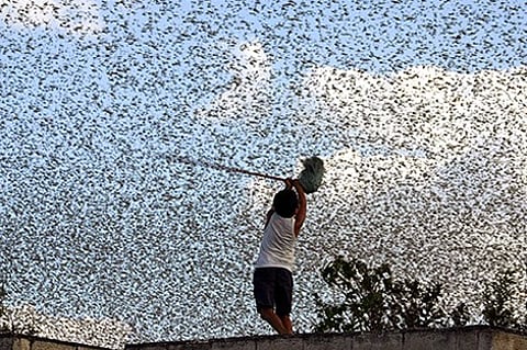 خطير للغاية.. "الفاو" تحذر السعودية و4 دول من أسراب الجراد