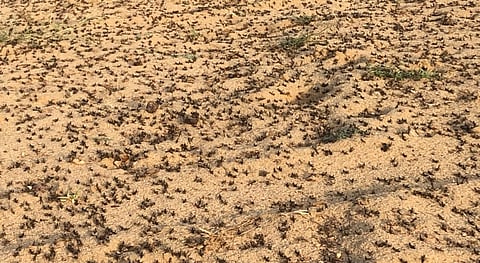 أسراب من "دبا الجراد" تهدد المحاصيل الزراعية بـ"القنفذة"