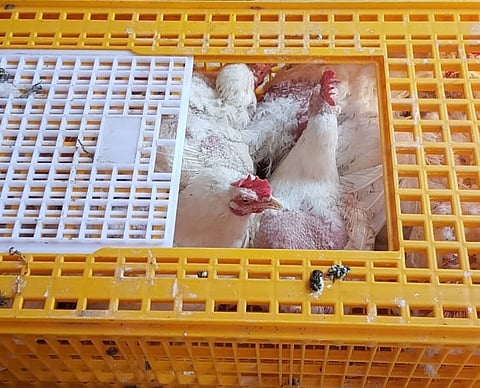 شاهد.. بلدية ينبع تضبط وتصادر دواجن حية تظهر عليها علامات مرضيّة