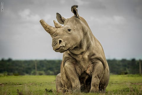 مصورة ناشيونال جيوغرافيك: لماذا تقتلون من يجلب لنا آلاف السياح سنويًّا؟