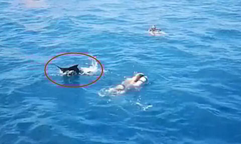 فيديو مروع.. سمكة أبو سيف غاضبة تحاول طعن سائح