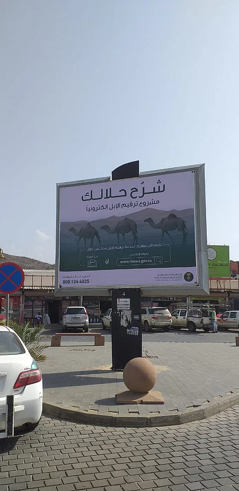 وزارة البيئة: حملة إعلامية موسعة لمشروع ترقيم الإبل إلكترونياً
