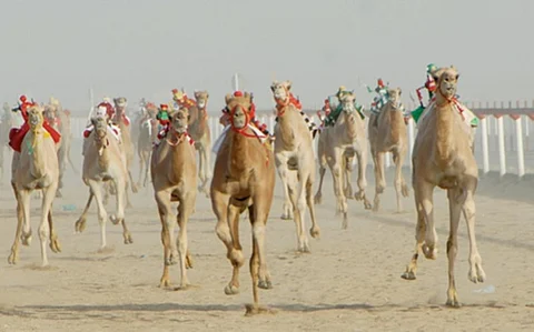 بالأسماء.. 11 منقية في لون الشعل تتنافس على "سيف الملك" بمهرجان الإبل