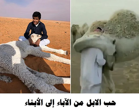 في حائل .. صاحب فيديو الناقة الشهير يروي لـ "سبق" القصة الكاملة