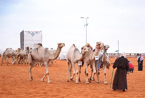 تعرف على مواطن جمال الأصايل والفرق بين المحليات والمهجنات