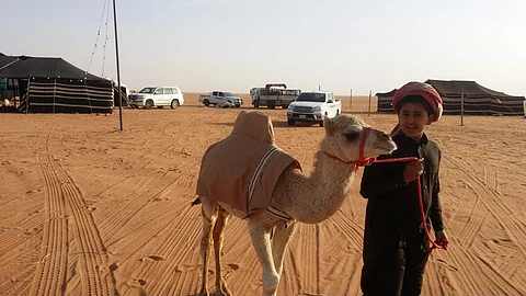 أقصر ناقة في العالم تبهر زوَّار مهرجان الملك عبدالعزيز للإبل