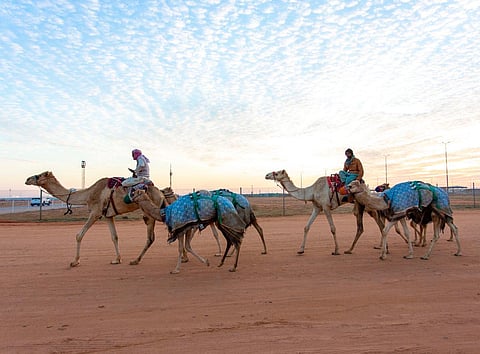مهرجان الملك عبدالعزيز للهجن ينطلق على فترتَيْن "صباحية ومسائية".. غدًا
