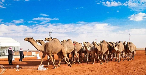 بالأسماء.. 10 سعوديين وكويتيان يتنافسون على "سيف الملك" بمهرجان الإبل