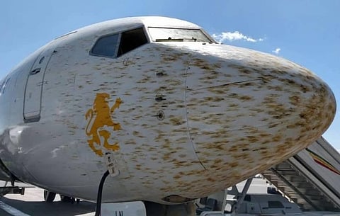 شاهد.. سرب جراد يجبر طائرة ركاب على الهبوط اضطراريًّا