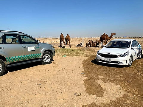 جدة.. إزالة 15 حظيرة لبيع حليب الإبل بالطرق بحي المسرة