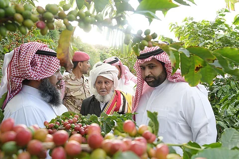 متوارثة أباً عن جد.. "درة الجنوب" أرض البن.. مهرجان وإيرادات ومصنع منتظر