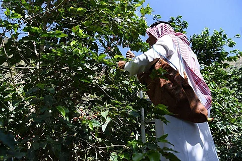 دراسة تؤكد جودة البن الجازاني وقابليته للتسويق كمنتج عضوي أو كقهوة