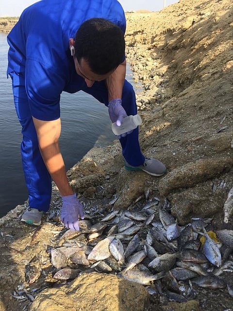 بعد بلاغ بالواقعة.. "البيئة" تباشر حالة نفوق الأسماك ببحر الليث