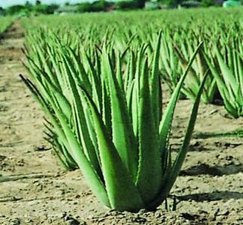 "القحطاني": أوراق "الصبّار" تعالج الجروح والتقرحات