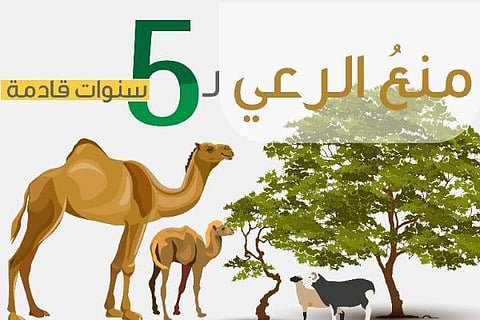 "البيئة" تمنع الرعي في "محجوز المستوي" بـ"شماسية" القصيم لـ5 سنوات