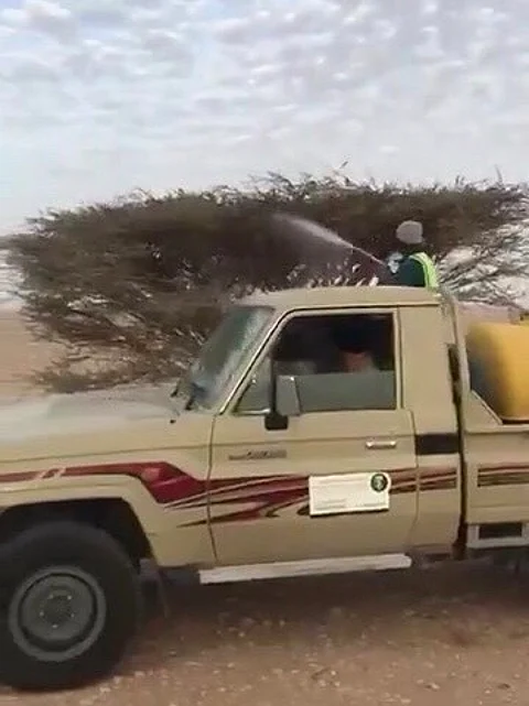 "البيئة" تنفي علاقة فيديو متداوَل لرش الجراد بنفوق "إبل جازان"