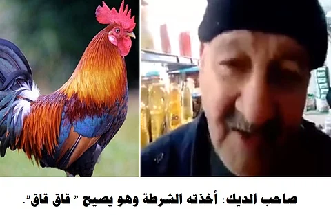 بالفيديو.. ديك جزائري يتسبب بشكوى دبلوماسية من إيطاليا