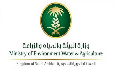"البيئة": التحاليل أظهرت خلو "إبل جازان" من مبيدات مكافحة الجراد