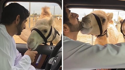 شاهد.. هكذا تجاوبت الإبل مع ولي عهد دبي بعد مناداتها بأسمائها