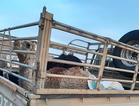 دومة الجندل.. وافد يحاول تمرير "حاشي أجرب" للمسلخ بتغطية المرض.. و"البلدية" تخالفه