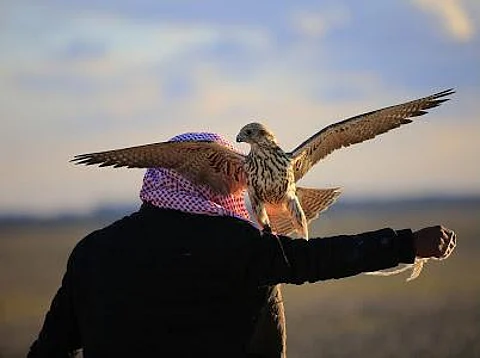 للمرة السادسة وبـ ١٠٠٠ صقر.. مهرجان الصقور ينطلق بطريف