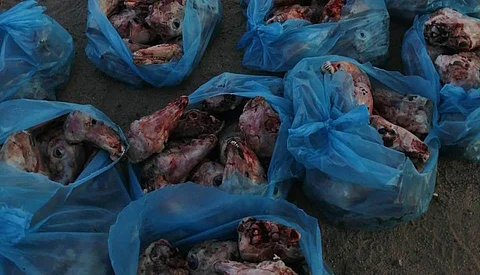 بلدية جنوب الطائف وأمن الطرق يضبطان طنين من رؤوس الأغنام وشحومًا فاسدة