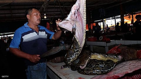 الخطوة المنتظرة.. "البرلمان" الصيني يحظر تمامًا الاتجار في الحيوانات البرية