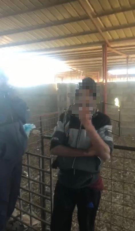 "أمانة الطائف": ضبط عمالة تابعة لمسلخ متنقل متورطة بذبح المواشي الهزيلة