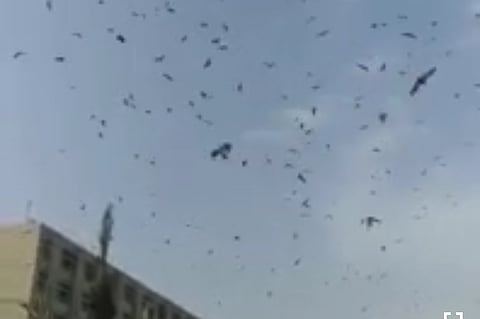 شاهد.. أسراب الخفافيش تحجب سماء مستشفى الملك فهد بجازان