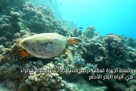 شاهد.. السلاحف الصقرية النادرة المهددة بالانقراض في البحر الأحمر