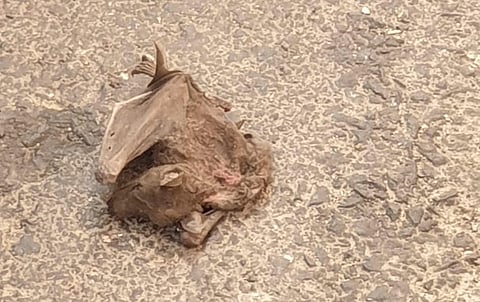 "الخفافيش" تُقلق سكان "قمرية" الطائف.. والسكان يناشدون اتخاذ إجراءات