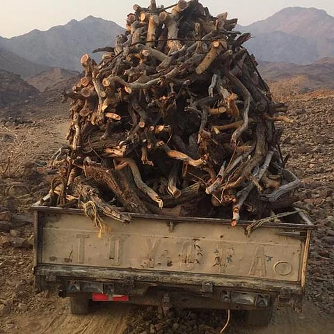 شاهد.. عمالة مجهولة تمارس الاحتطاب الجائر بالكامل