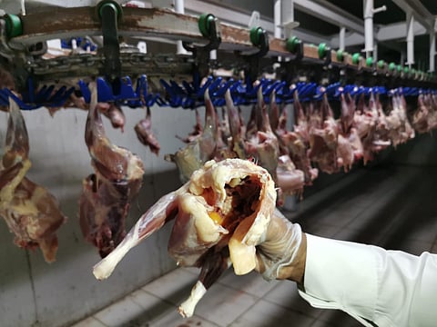 شاهد دهم وإغلاق مسلخ عشوائي بالليث يديره وافدون.. ومصادرة 20 ألف دجاجة