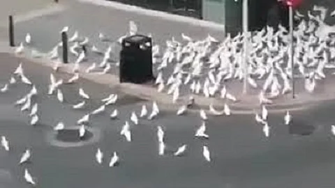 شاهد.. الحمام يلاحق المارة في شوارع إسبانيا بعد حظر التجوال بحثاً عن الطعام