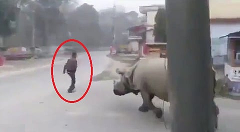 فيديو.. لقاء غريب بين رجل ووحيد قرن في أحد شوارع نيبال