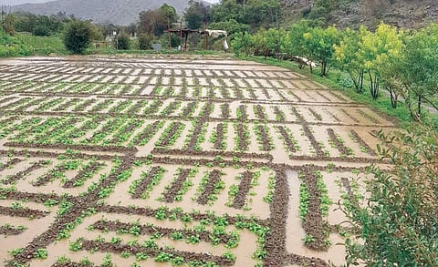 بعد تداول واسع لإحصاءاته.. "سبق" تكشف تفاصيل برنامج دعم المزارعين