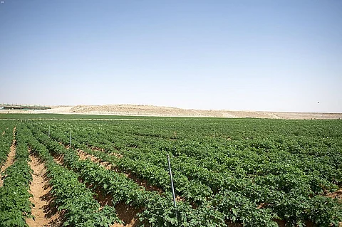بالأرقام.. القطاع الزراعي بالقصيم يسهم في تحقيق الأمن الغذائي في المملكة