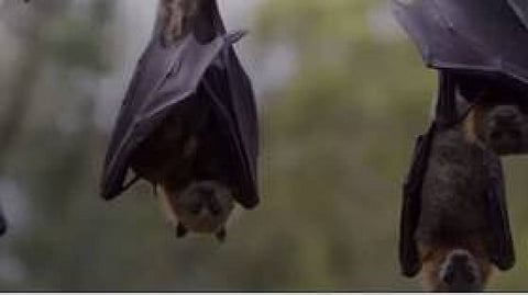 مصر.. مطاردة الخفافيش بإشعال دخان مخلوط بالشطة الحمراء المطحونة