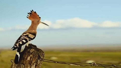 ذُكروا في القرآن.. "رجل صالح" نقل أعظم عروش الملوك في طرفة عين.. هذه قصته